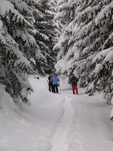 Forêt de la Pinatelle